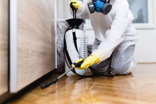 Best Flea Control Services  in Gamerco, NM