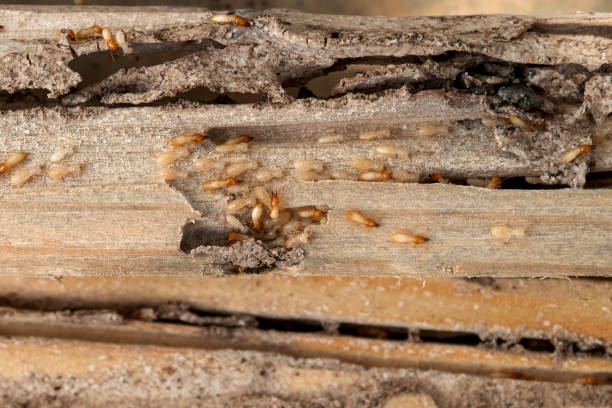 Best Ant Control Services  in Gamerco, NM