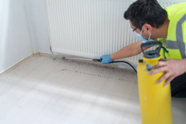 Flea Control Services in Gamerco, NM